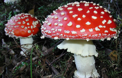 Бабуля накормила внучку и мужа мухоморами. Итог: старик мертв, девочке трансплантировали печень.