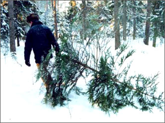 Жители Хакасии нагло рубят елки