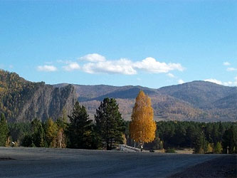 Пенсионер упал с дерева в тайге